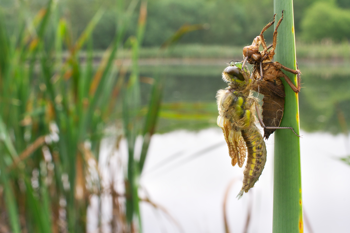 Newly emerged Four-Spotted Chaser wideangle 2